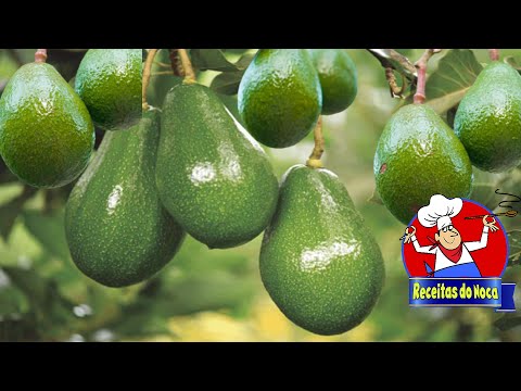 🥑ABACATE PRODUZINDO NO VASO EM POUCO TEMPO😱🥑🥑 PASSO A PASSO AQUI #🥑😍