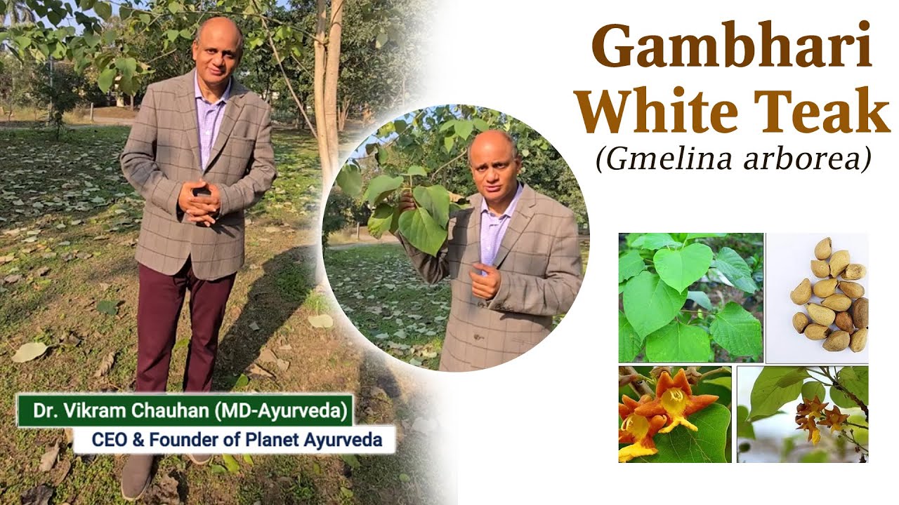 Watch Video Gambhari (Gmelina arborea) Ayurvedic Properties & Health Benefits by Dr.Vikram Chauhan (MD-Ayurveda)