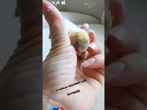 15 gunluk muhabbet kuşu#muhabbetkusu#yavrumuhabbetkusu