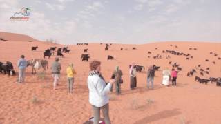 Arabian Life Experience