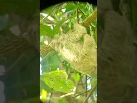 Baby Sloth in Costa Rica! Pura Vida! #beautiful #n 
