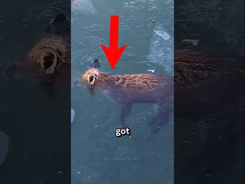 Animals that were discovered frozen solid in ice😲