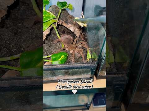 Tarantula showdown! 🕷️ #tarantula #pets #arachnid #spider #fypシ゚ #animals #wildlife #uk #pickone