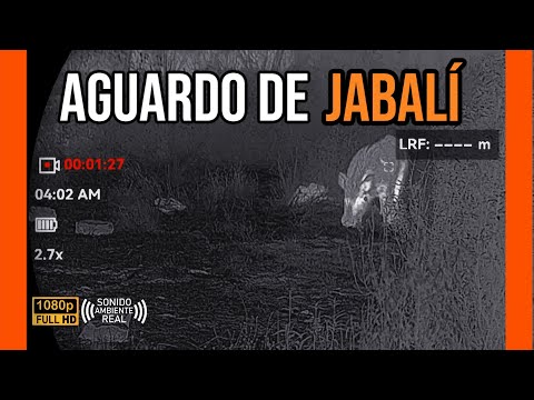 AGUARDO DE JABALI 2025  |  MIGUEL RUIZ #1