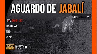 AGUARDO DE JABALI 2025  |  MIGUEL RUIZ #1