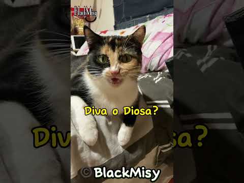 Diva o Diosa? ? #gatos #cat #humor #chistes #comedia