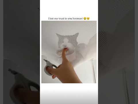 Betrayal 🙀😾 #animals #cat #cats #cute #funny #memes #pet #petlovers #reel #catlife