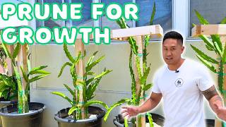 Prune Your Dragon Fruits To Prepare For The Season! Everything You Need To Know