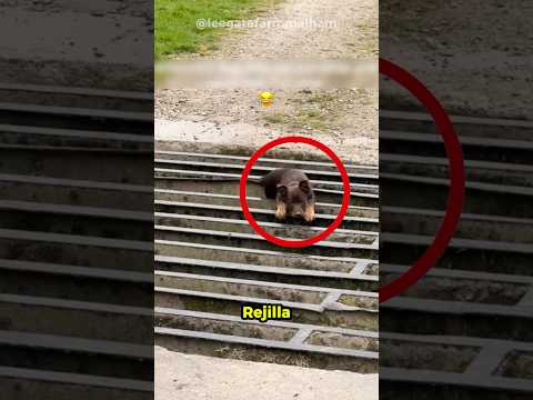 Su Perro Se Resbaló… Y Lo Que Pasó Después Sorprendió A Todos 🐕😱