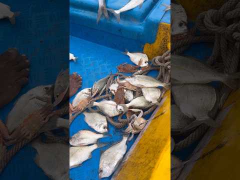 செம்மஞ்சேரி மீன் மார்க்கெட் நிலை 🐠 | Today’s Fish Price & Market View | Tamil #Shorts