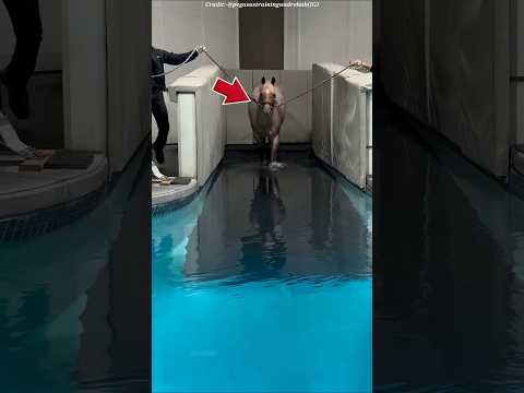 Horse Hydrotherapy: Faster Injury Recovery