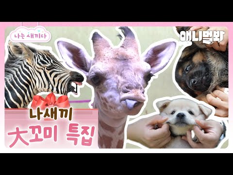 크고 소듕...-`❤´- 왕커서 왕커여운 나새끼 대꼬미 모음.zipㅣHuge and precious... Compilation of the I'm A (Huge) Baby