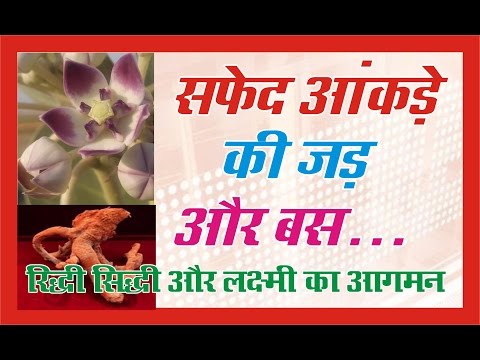 सफेद आकंड़े की जड़ और बस....रिद्धि सिद्धि और लक्ष्मी का आगमन