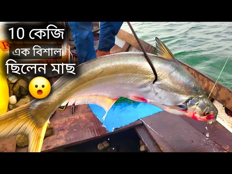 ধরা পড়েছে দানবীয় একটি সিলেন মাছ 😱🦈 || সব থেকে বড় সিলেন মাসটি আজকে পেলাম| || এই মাসের #fishing 