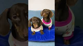 WHAT TWIN DACHSHUNDS MEAN TO EACH OTHER #shorts chapitosiki