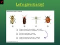 Using a Dichotomous Key