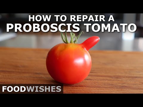How to Repair a Proboscis Tomato - The Chef John Method - Food Wishes