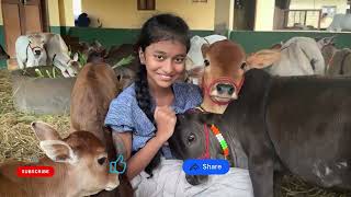 World's Smallest Cows  | Nadipathy Cattle | Nadipathy Goshala | Home of 10K+ Cattle