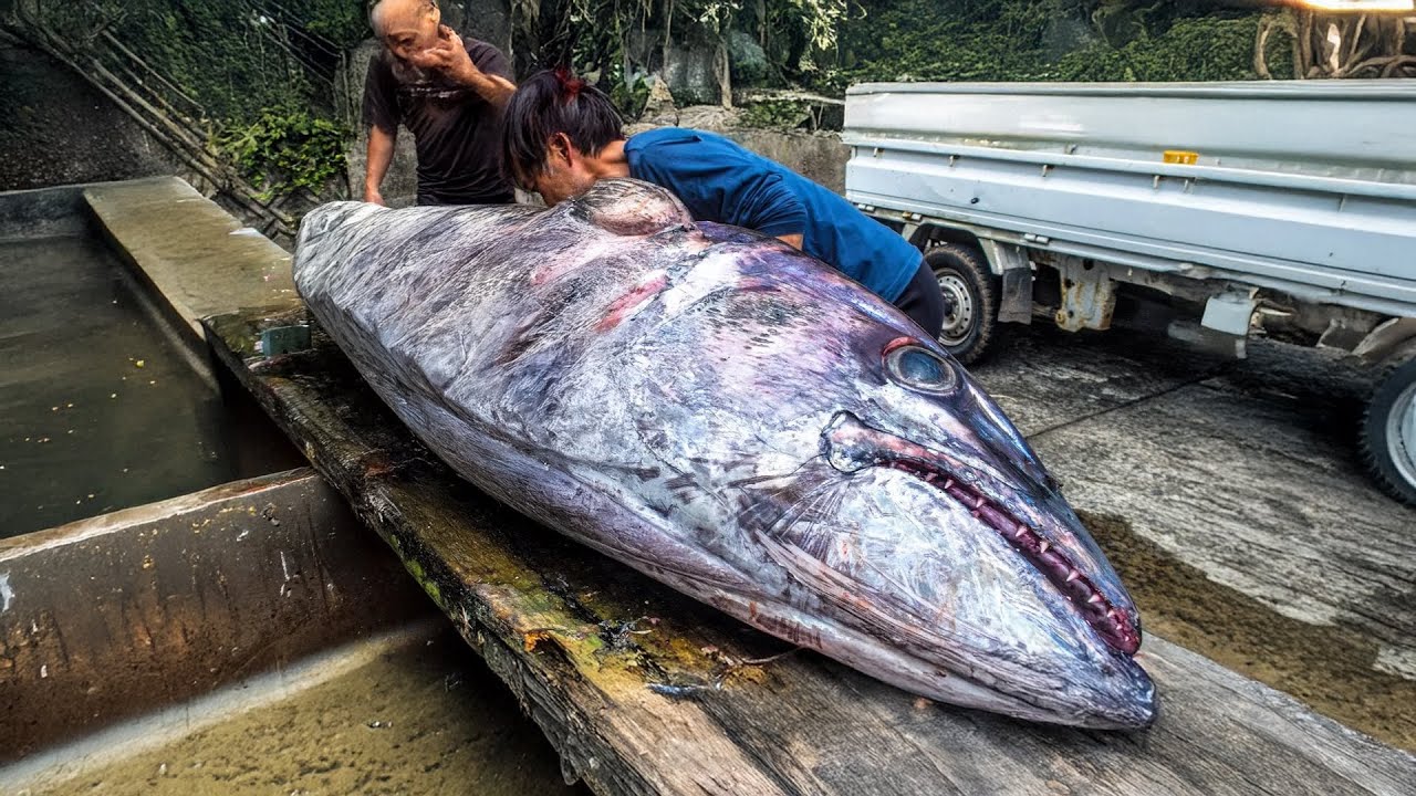 Rare Giant Tuna in Japan -Catch Clean Cook- - Cavy Fishing
