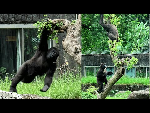 台北動物園のゴリラたちが木から降りて水遊びを楽しむシーンを紹介 サムネイル