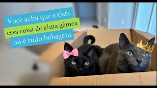 Você acha que existe essa coisa de alma gêmea Ou é tudo bobagem #gatocinza #gatosfofos #amogatos
