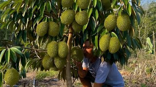 Sekali seumur hidup kamu harus coba cara ini agar durian tanam biji cepat berbuah