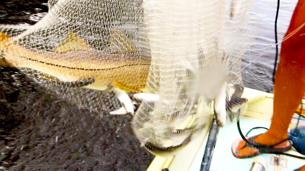 ACCIDENTAL CATCH! Caught a Big Snook in My Cast Net!