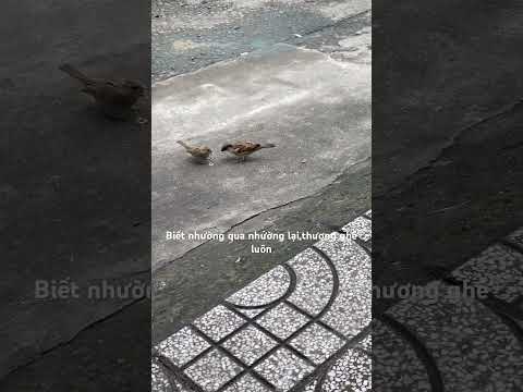 #linhmientay #xuhướng #thucung #chimse