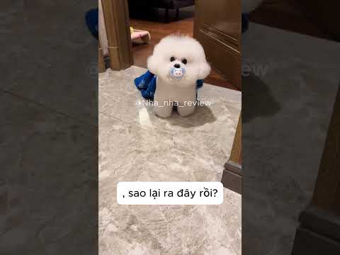 🐶có mẹ thương con đây🥰🥰.#pets #tiktok #dog #cute
