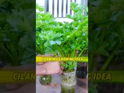 Cilantro Growing Idea in your Kitchen Room (প্লাস্টিকের বোতলে ধনিয়া পাতা বৃদ্ধি) #shots #cilantro