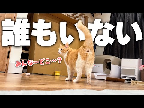 【ドッキリ】家に帰ってきたら他の猫たちが全員消えてしまいました…