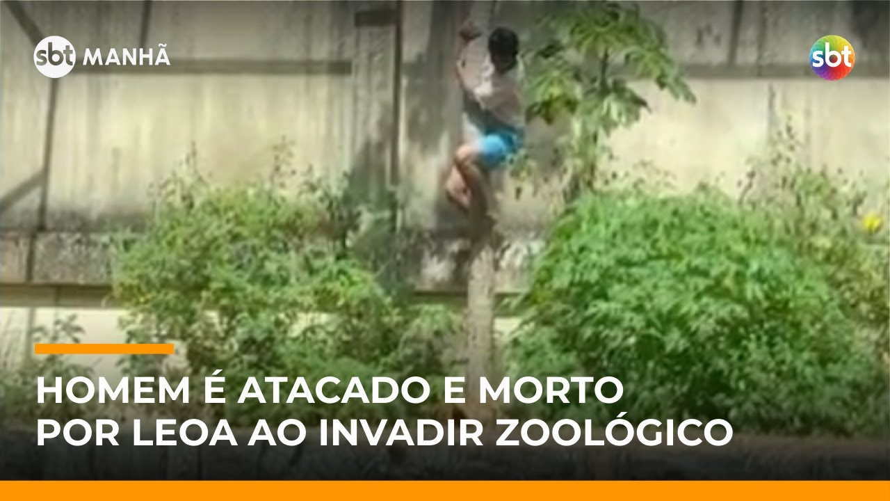 SBT Notícias: Homem morre ao invadir jaula de leoa em zoológico de João Pessoa