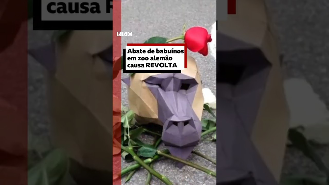 Zoológico alemão provoca revolta com abate de 12 babuínos