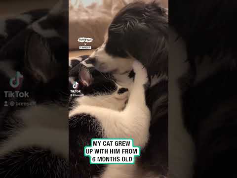Animals grieve too 😔 🐱          🎥: TikTok/breeseff