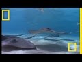 Stingray City and Stingray Facts