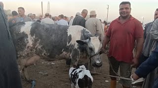 بقره بي ٩٠٠٠٠ ألف وعليها خصم ٥٠٠٠ لمتابعى حياة أهل الريف 