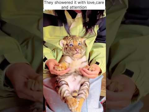 kind couple rescues tiger cub on the street and then...#love #kindness #cutepet #animals #wildlife