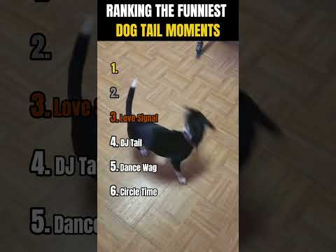 RANKING THE FUNNIEST DOG TAIL MOMENTS 🐶🐾😂 | Which Tail Wins?