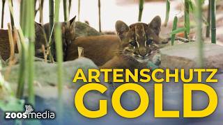 DOPPELT süß! 😻 Seltener Goldkatzen-Nachwuchs im Zoo Heidelberg! 🐾 | zoos.media