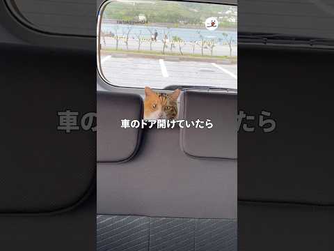 車のドアを開けたら猫が登場！心温まる瞬間をお届け サムネイル
