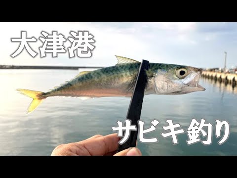 大津港に魚爆湧き！サビキ釣りで挑戦！