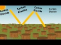 Deforestation and Its Impacts