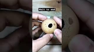 ডিম বাজি তৈরি করা 😱🥺#diwali #viral