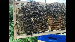 Der Bienenschwarm