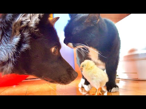 猫の動画サムネイル - 猫がヒヨコに近づくとワンコが意外な行動に出た