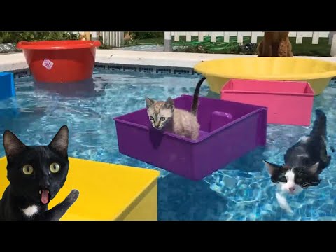 EL ULTIMO EN SALIR DE LA PISCINA GANA PERO VS GATOS YOUTUBERS FAMOSOS