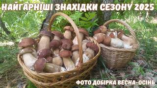 Найгарніші ЇСТІВНІ ГРИБИ сезону 2025! Фото підбірка! 🌳