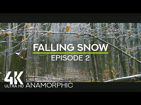 ASMR Snowfall Sounds in a Forest + Birdsong for Relaxation & Sleep - Falling Snow #2 (Anamorphic)