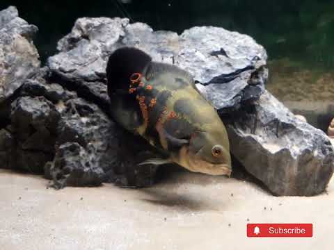 WILL OSCARS AND GREEN TERROR CICHLID FISH EAT NEW  THANKS FOR WATCHING!!!

HIT THAT LIKE/ SUBSCRIBE BUTTON AND SHARE YOUR COMMENTS.

**HELP US GET TO 1