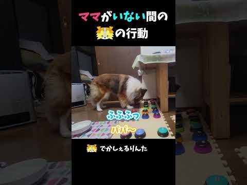 ママがいない間のシェルティの行動【会話ボタンでしゃべる犬】 #shorts #dog